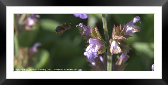 Busy bee Framed Mounted Print by Graham Maloney