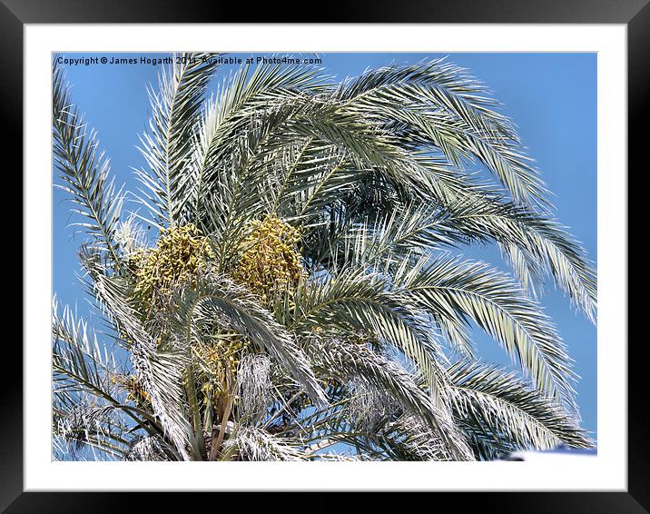Cyprus Palm Tree Framed Mounted Print by James Hogarth