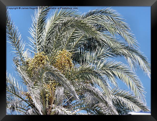Cyprus Palm Tree Framed Print by James Hogarth