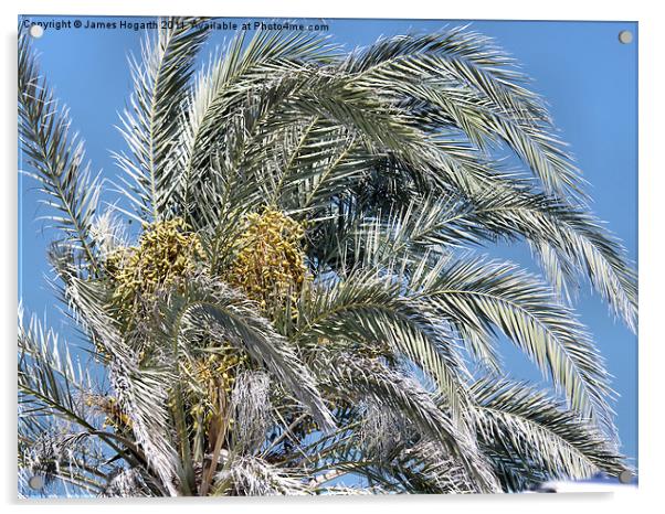 Cyprus Palm Tree Acrylic by James Hogarth