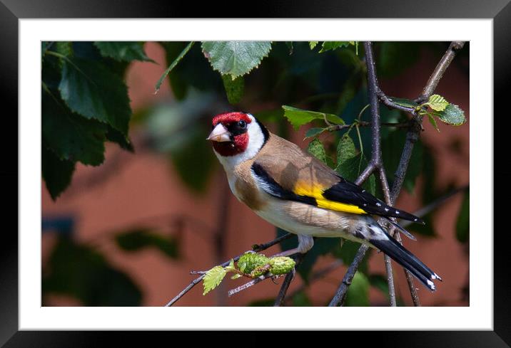 Goldfinch in a tree Framed Mounted Print by Graeme B