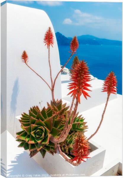 Santorini Aloe vera  Canvas Print by Craig Yates