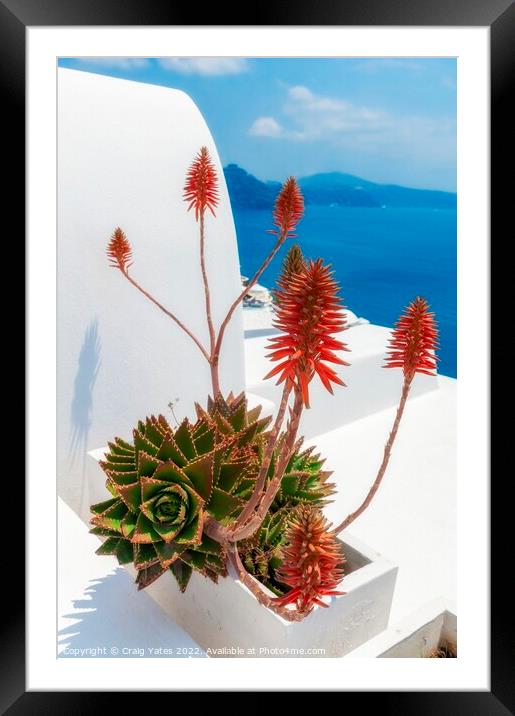 Santorini Aloe vera  Framed Mounted Print by Craig Yates