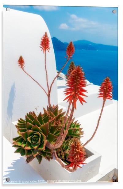 Santorini Aloe vera  Acrylic by Craig Yates
