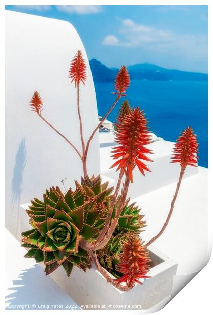 Santorini Aloe vera  Print by Craig Yates