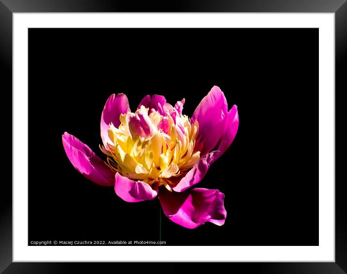 Blooming Peony Framed Mounted Print by Maciej Czuchra