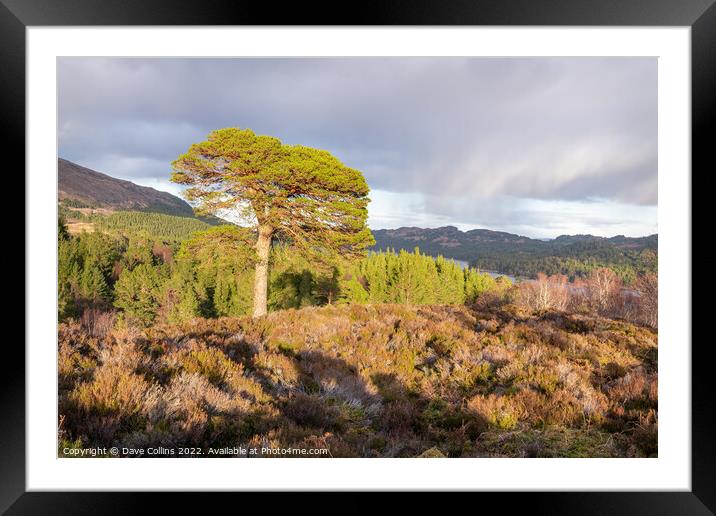 Large tree in evening sunlight at the Glen Affric view point, Highlands, Scotland Framed Mounted Print by Dave Collins