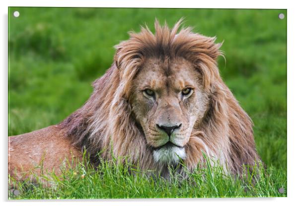 Barbary Lion Acrylic by Arterra 