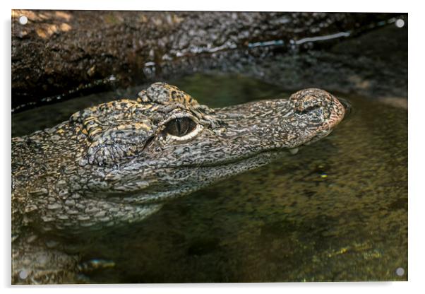 Chinese Alligator Acrylic by Arterra 