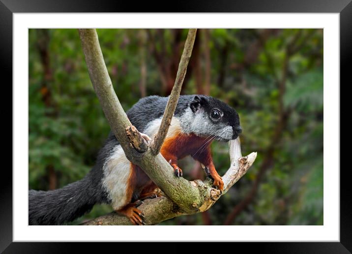 Prevost's Squirrel Framed Mounted Print by Arterra 