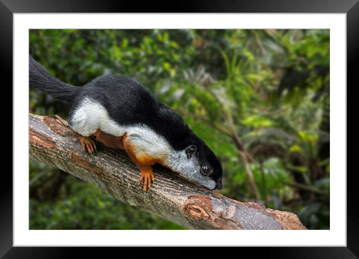 Asian Tri-Coloured Squirrel Framed Mounted Print by Arterra 