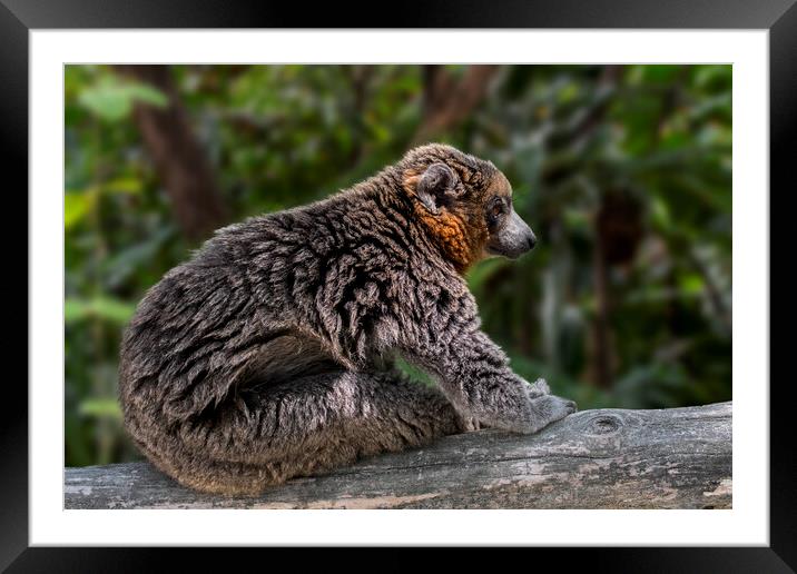 Mongoose Lemur Framed Mounted Print by Arterra 