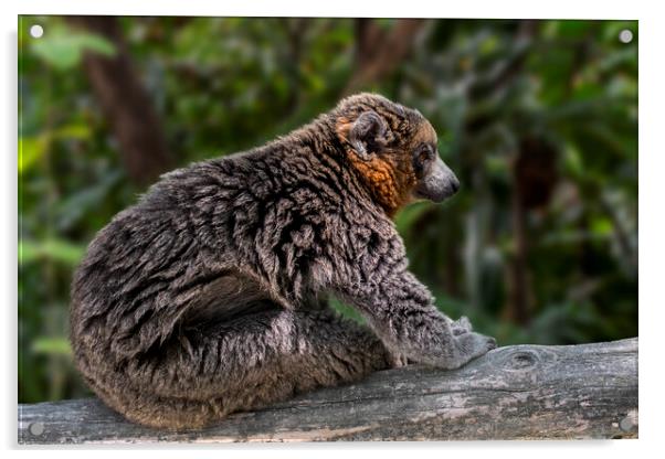 Mongoose Lemur Acrylic by Arterra 