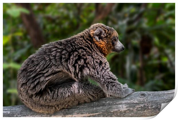 Mongoose Lemur Print by Arterra 