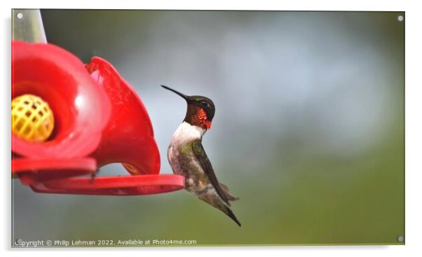 Ruby Throated Hummingbird (16B) Acrylic by Philip Lehman