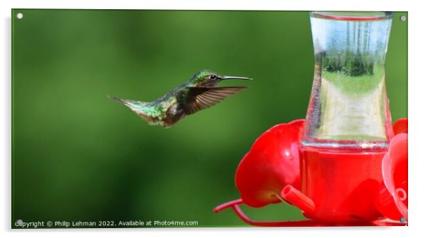 Ruby Throated Hummingbird (7A) Acrylic by Philip Lehman