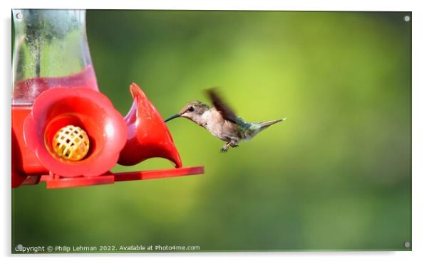 Ruby Throated Hummingbird (12A) Acrylic by Philip Lehman