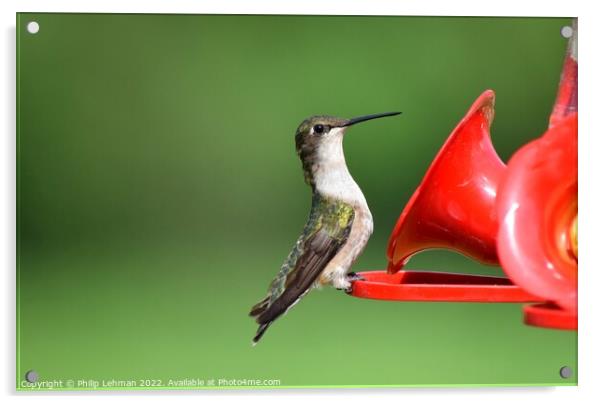 Ruby Throated Hummingbird (11A) Acrylic by Philip Lehman