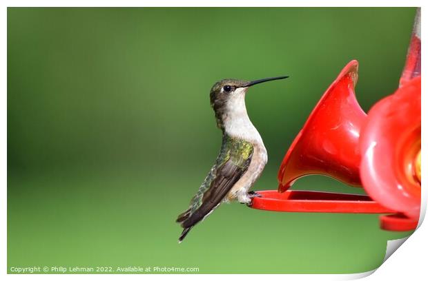 Ruby Throated Hummingbird (11A) Print by Philip Lehman