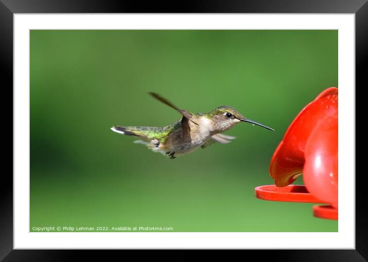 Ruby Throated Hummingbird (9A) Framed Mounted Print by Philip Lehman