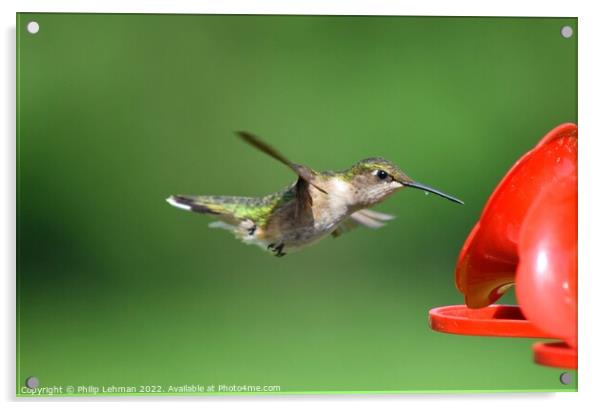 Ruby Throated Hummingbird (9A) Acrylic by Philip Lehman