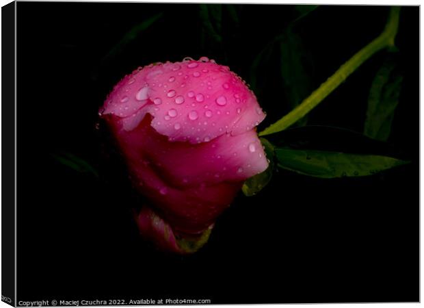 Raindrop Covered Bud of Pink Peony Canvas Print by Maciej Czuchra