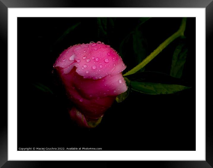 Raindrop Covered Bud of Pink Peony Framed Mounted Print by Maciej Czuchra