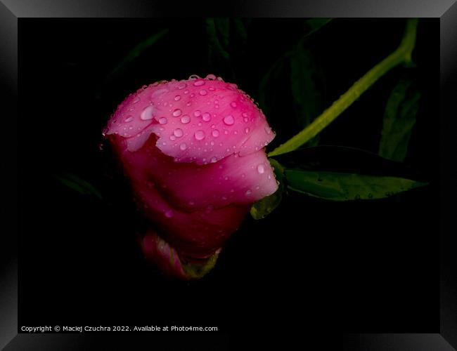 Raindrop Covered Bud of Pink Peony Framed Print by Maciej Czuchra