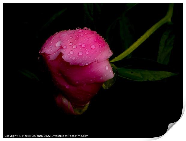 Raindrop Covered Bud of Pink Peony Print by Maciej Czuchra