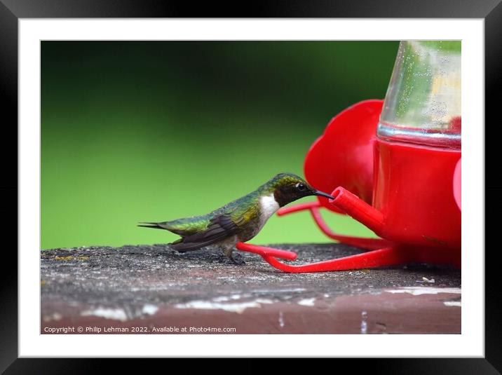 Ruby Throated Hummingbird (22A) Framed Mounted Print by Philip Lehman