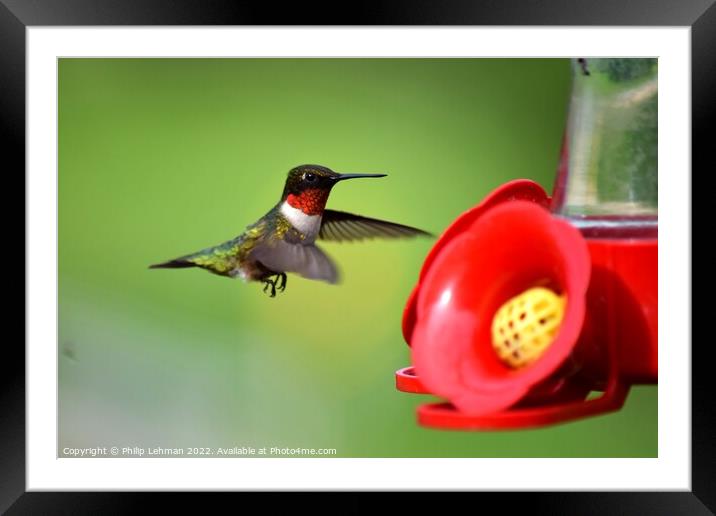 Ruby Throated Hummingbird (21A) Framed Mounted Print by Philip Lehman