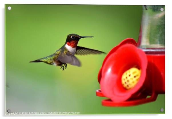 Ruby Throated Hummingbird (21A) Acrylic by Philip Lehman