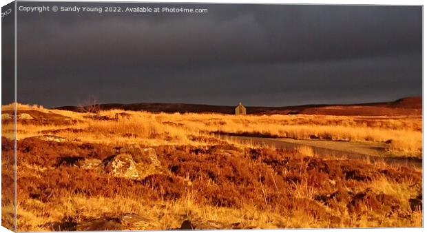 Golden Sunset in Scottish Countryside Canvas Print by Sandy Young