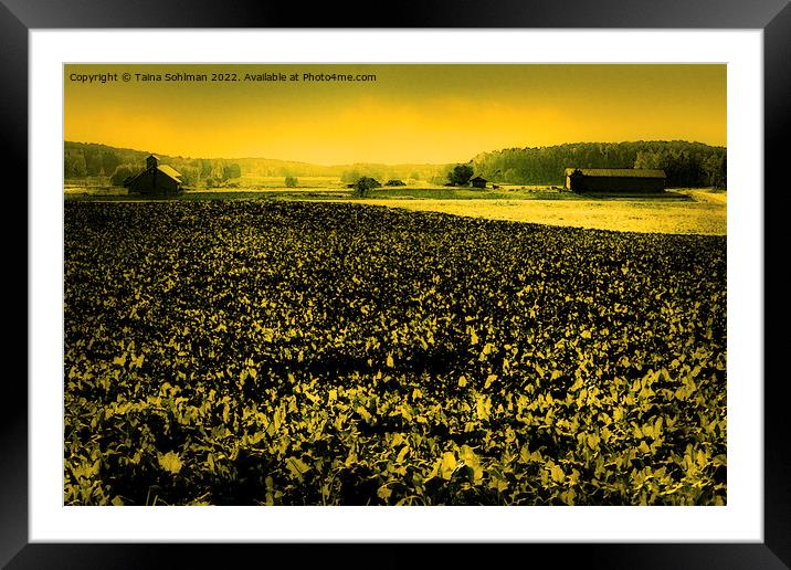 The Yellow Field Framed Mounted Print by Taina Sohlman