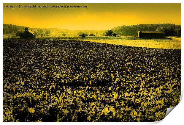 The Yellow Field Print by Taina Sohlman
