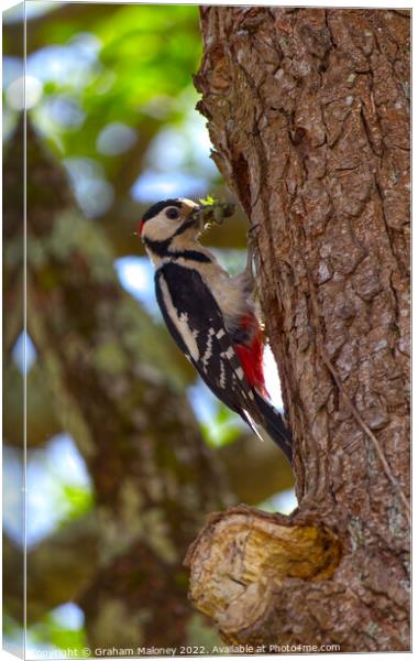 A greater spotted woodpecker  Canvas Print by Graham Maloney
