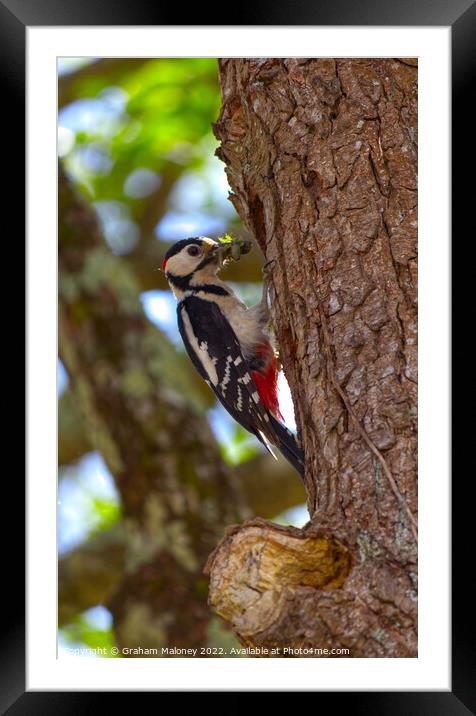A greater spotted woodpecker  Framed Mounted Print by Graham Maloney