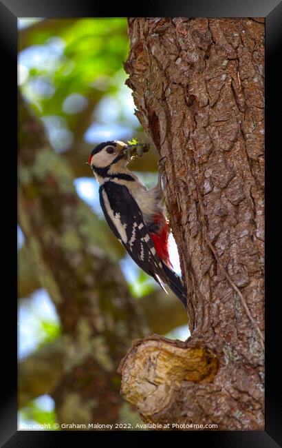 A greater spotted woodpecker  Framed Print by Graham Maloney