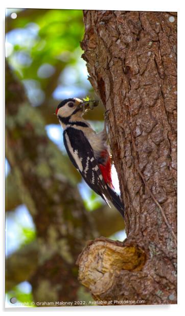 A greater spotted woodpecker  Acrylic by Graham Maloney
