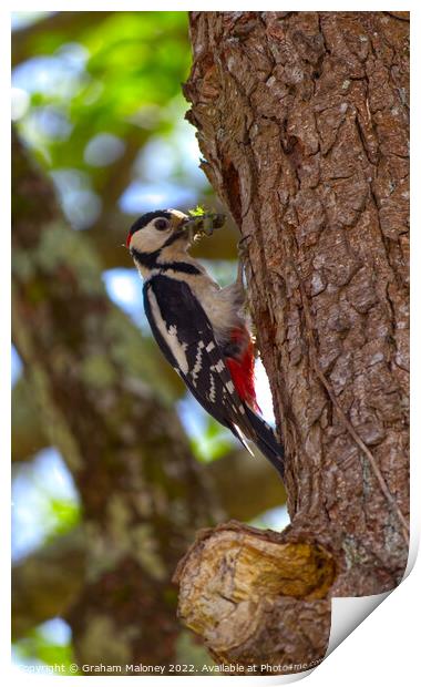 A greater spotted woodpecker  Print by Graham Maloney