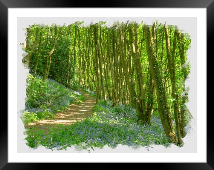 Path through blue bell wood. Framed Mounted Print by David Birchall