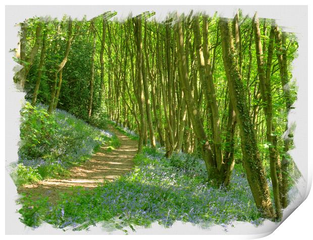 Path through blue bell wood. Print by David Birchall