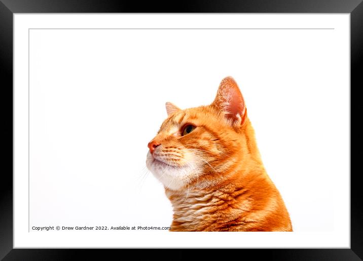 Ginger Tom Cat Framed Mounted Print by Drew Gardner