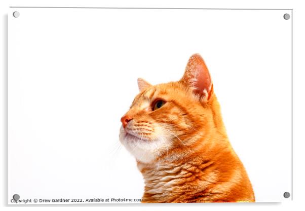 Ginger Tom Cat Acrylic by Drew Gardner