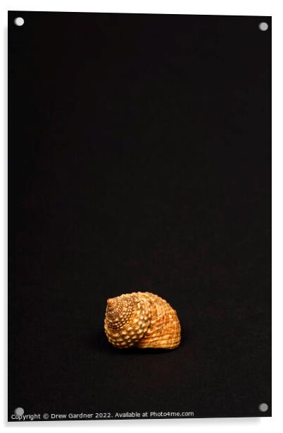 Rock Snail Sea Shell Acrylic by Drew Gardner