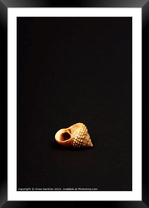 Rock Snail Sea Shell Framed Mounted Print by Drew Gardner