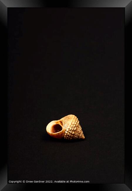 Rock Snail Sea Shell Framed Print by Drew Gardner