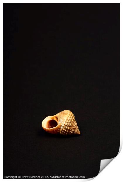 Rock Snail Sea Shell Print by Drew Gardner