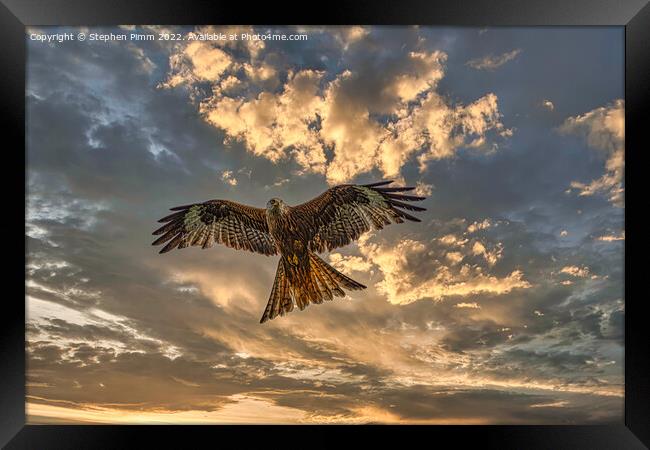 Red Kite in flight with dramatic sky Framed Print by Stephen Pimm