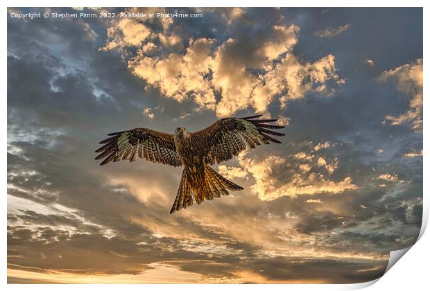 Red Kite in flight with dramatic sky Print by Stephen Pimm